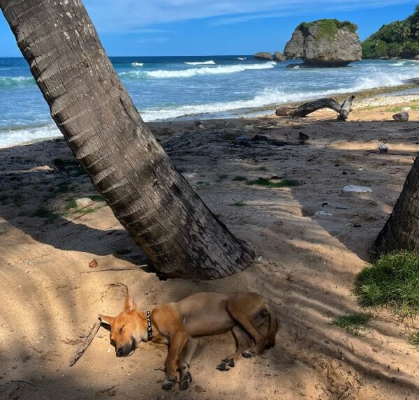 El vínculo inesperado de una mujer con un cachorro durante las vacaciones-1