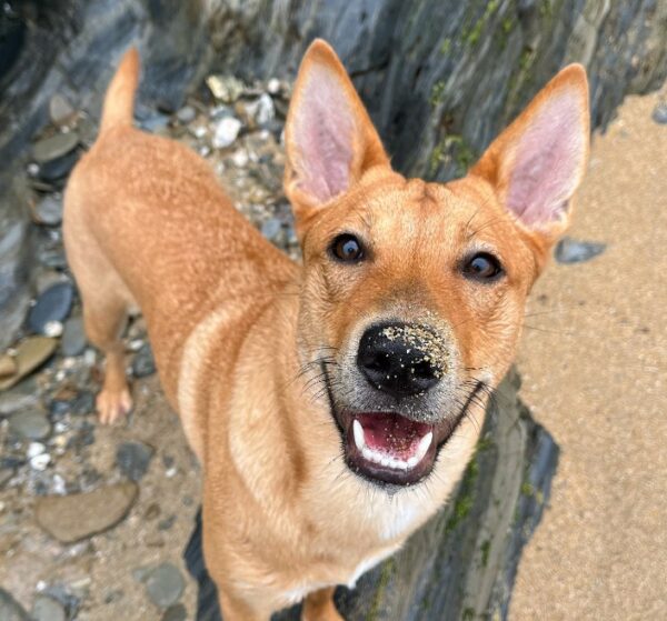 A Woman's Unexpected Bond with a Pup on Holiday-1