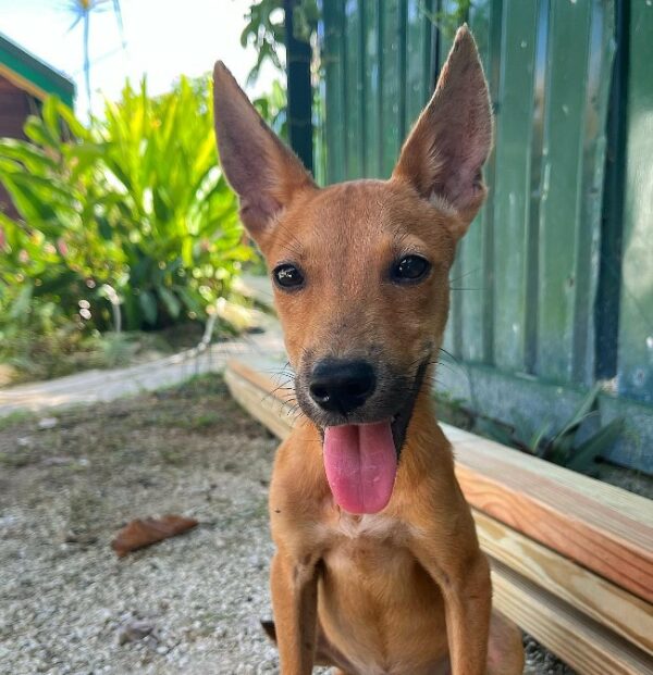 El vínculo inesperado de una mujer con un cachorro durante las vacaciones-1