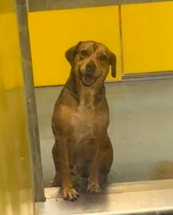 Un año de esperanza inquebrantable: ¿La sonrisa de este cachorro finalmente le encontrará un hogar?-1