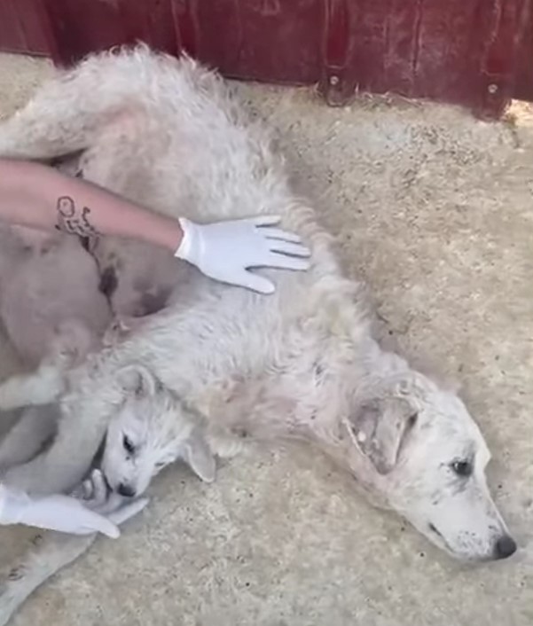 Abandonada por su dueño, el increíble sacrificio de mamá perro para salvar a su cachorro te hará llorar-1