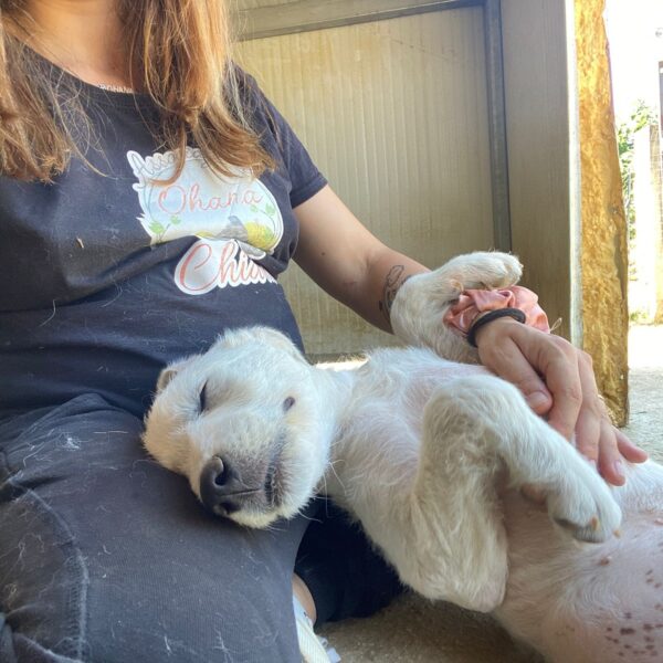 Abandonada por su dueño, el increíble sacrificio de mamá perro para salvar a su cachorro te hará llorar-1