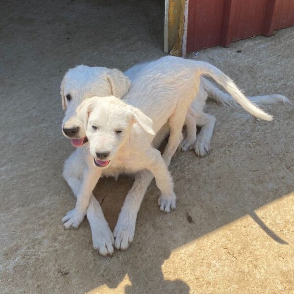 Abandoned by Owner, Mom Dog’s Incredible Sacrifice to Save Her Puppy Will Bring You to Tears-1