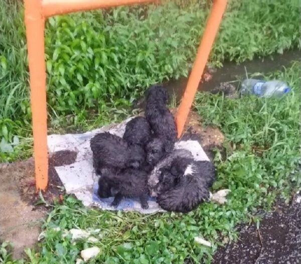 Abandonados en la tormenta: el grito desesperado de ayuda de los cachorros recién nacidos-1