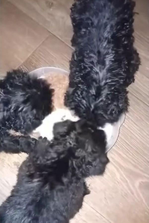 Abandonados en la tormenta: el grito desesperado de ayuda de los cachorros recién nacidos-1