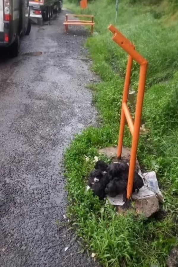 Abandonados en la tormenta: el grito desesperado de ayuda de los cachorros recién nacidos-1