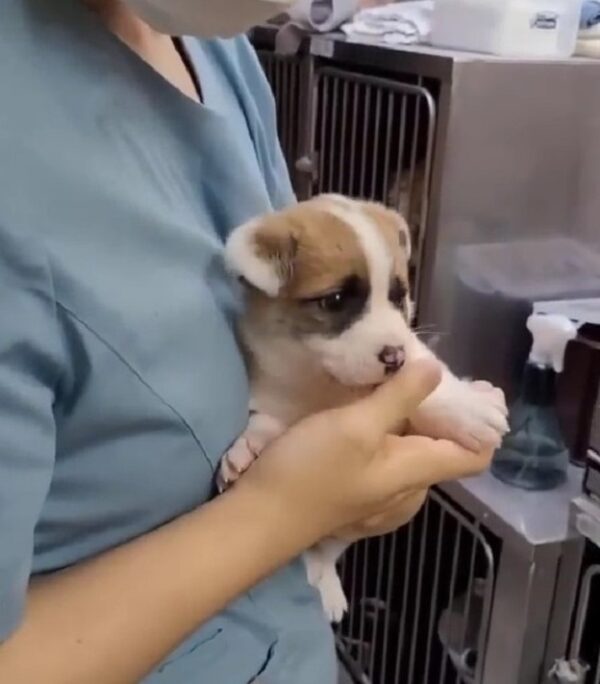 Cachorro abandonado en la basura encuentra una esperanza increíble después de un comienzo desgarrador-1