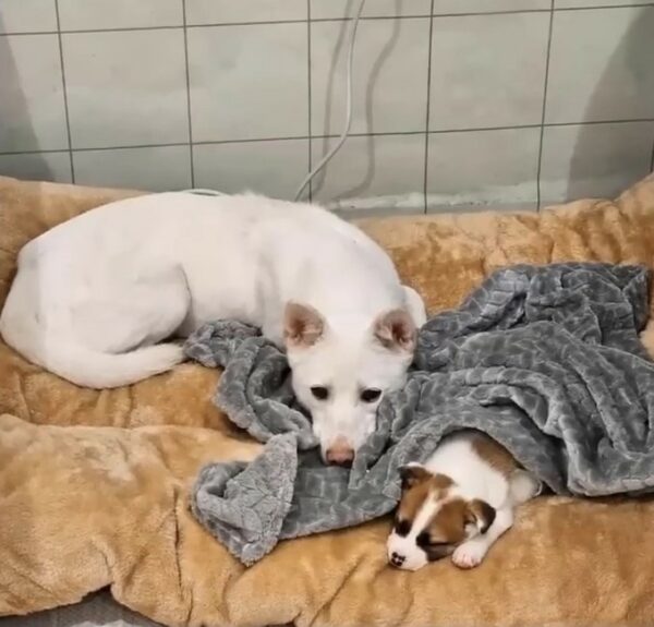 Cachorro abandonado en la basura encuentra una esperanza increíble después de un comienzo desgarrador-1