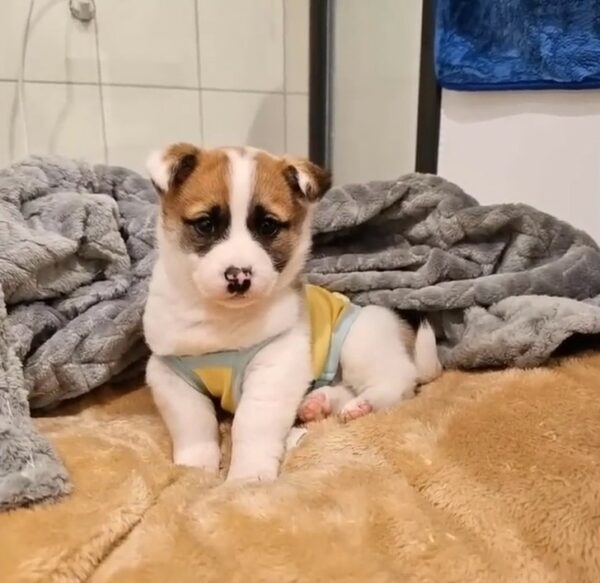 Cachorro abandonado en la basura encuentra una esperanza increíble después de un comienzo desgarrador-1