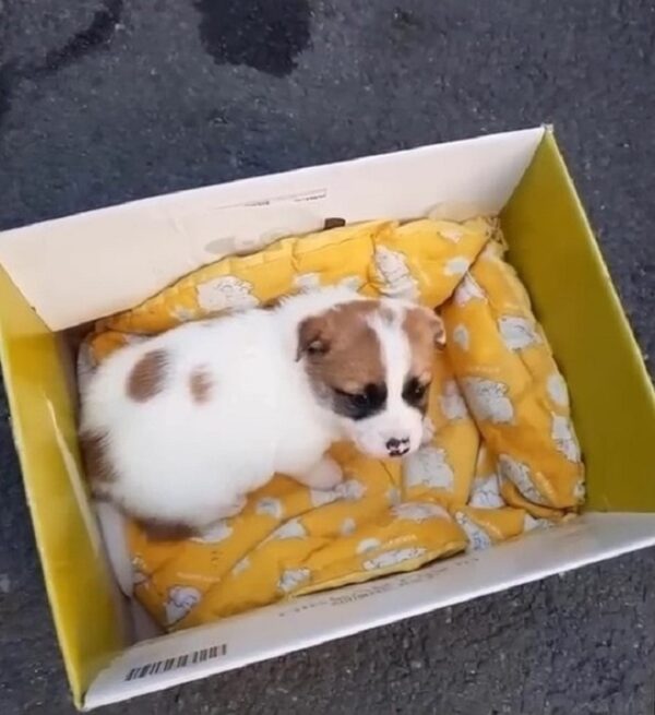 Cachorro abandonado en la basura encuentra una esperanza increíble después de un comienzo desgarrador-1