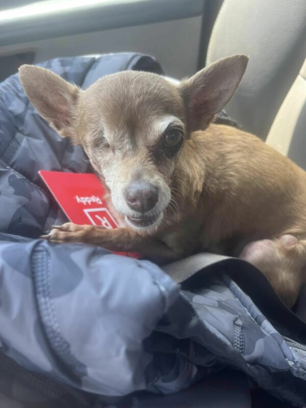 Abandoned Senior Dog Now Dances with Joy in Foster Home-1