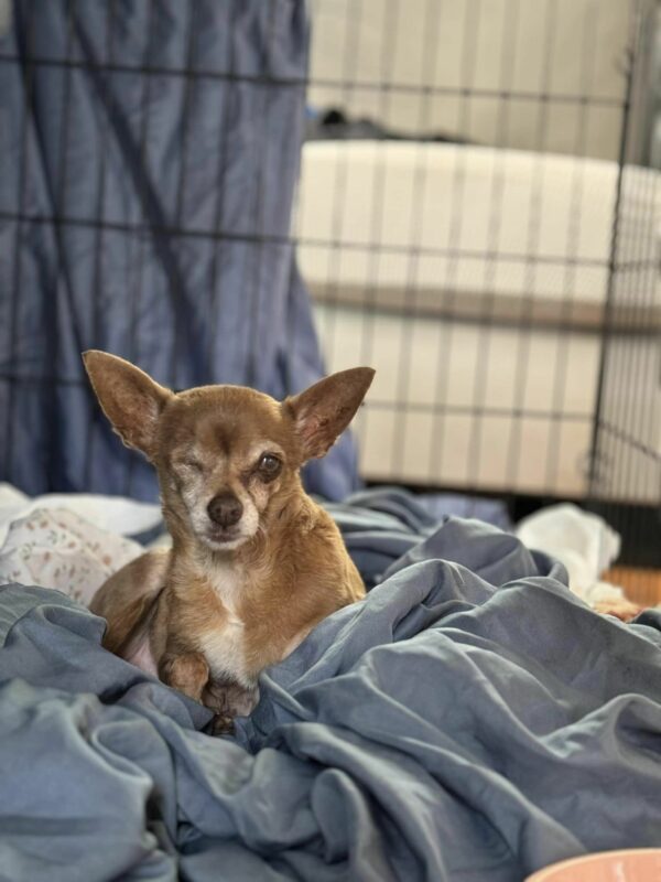 Abandoned Senior Dog Now Dances with Joy in Foster Home-1