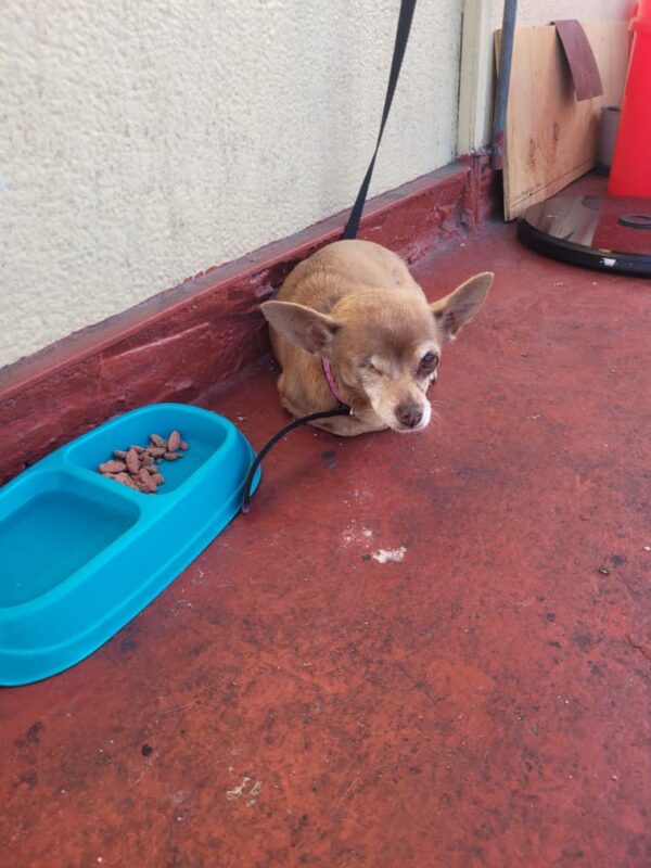 Perro mayor abandonado ahora baila de alegría en hogar de acogida-1