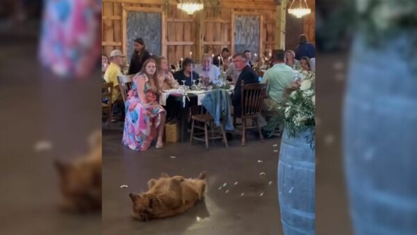 Adorable Golden Retriever Crashes Wedding With Irresistible Request-1