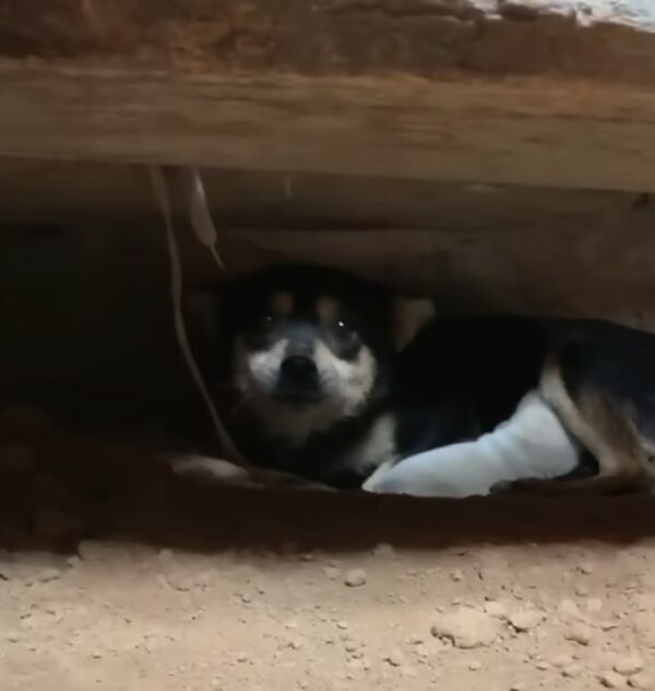 Un vínculo inesperado: un cachorro rescatado se convierte en una heroica madre adoptiva-1