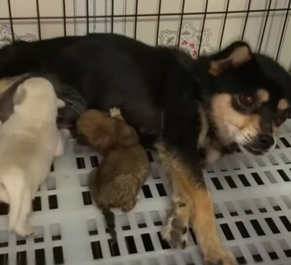 Un vínculo inesperado: un cachorro rescatado se convierte en una heroica madre adoptiva-1