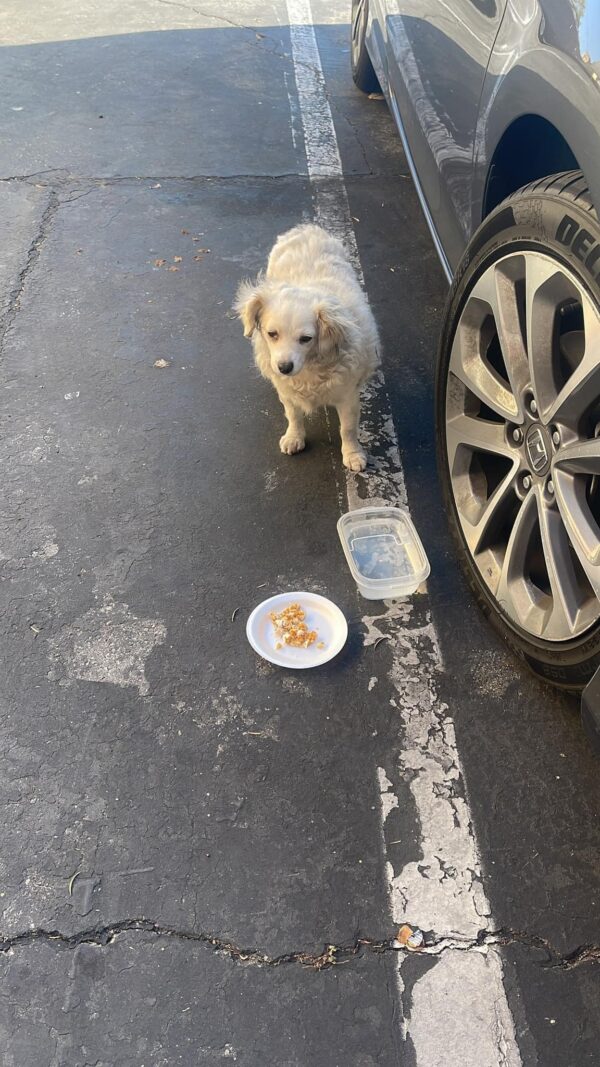 Un héroe improbable interviene para salvar a un cachorro callejero cuando toda esperanza parecía perdida-1