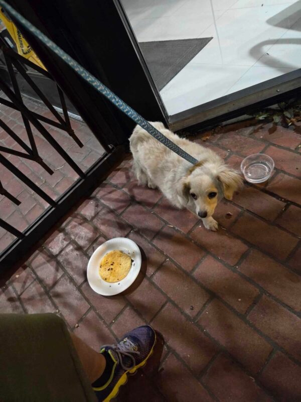 Un héroe improbable interviene para salvar a un cachorro callejero cuando toda esperanza parecía perdida-1