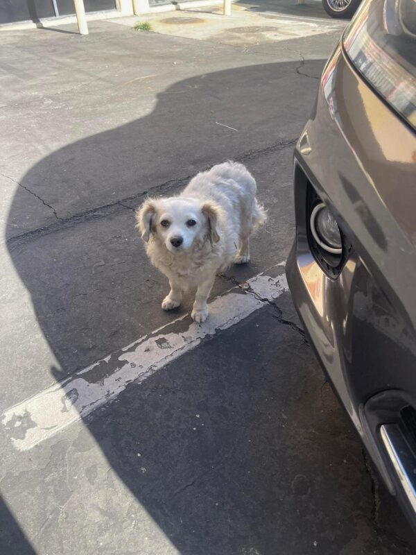 Un héroe improbable interviene para salvar a un cachorro callejero cuando toda esperanza parecía perdida-1