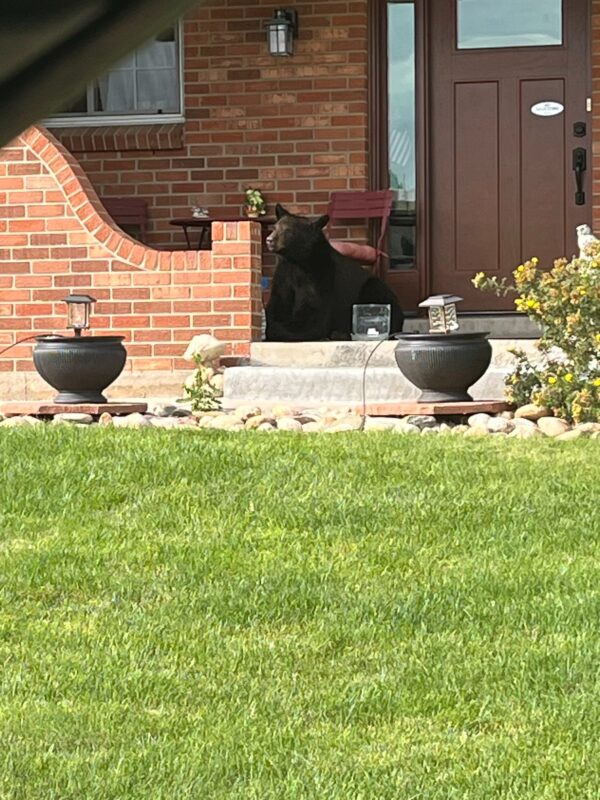 Curious Neighbors Discover Surprising Visitor Relaxing on Porch-1