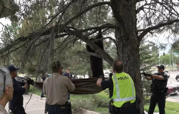 Vecinos curiosos descubren a un visitante sorprendente relajándose en el Porche-1