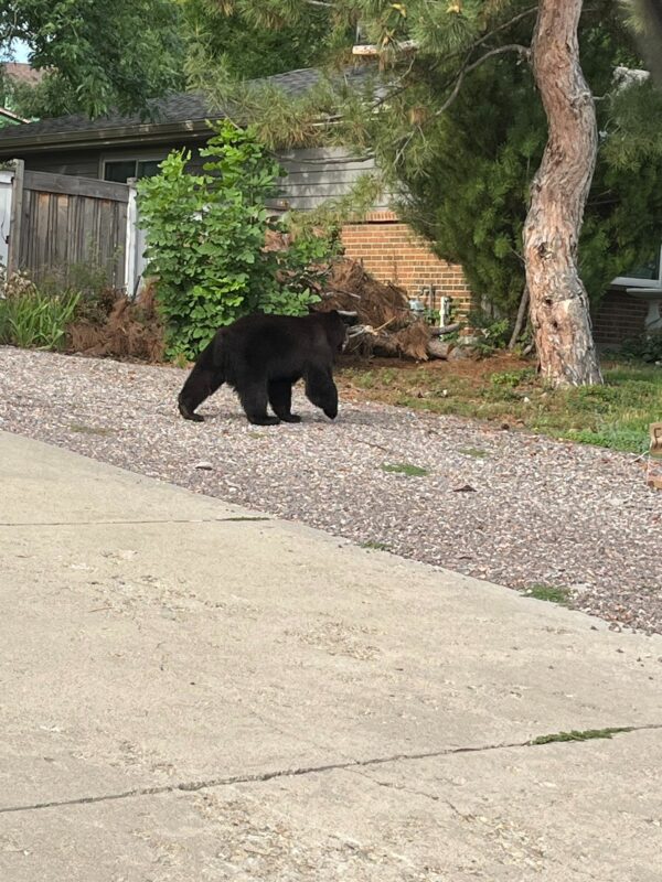 Curious Neighbors Discover Surprising Visitor Relaxing on Porch-1