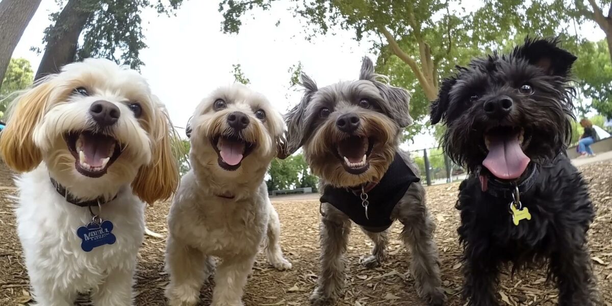 Dad Captures Hilarious Moments Of Four Dogs Realizing They're Going To The Park