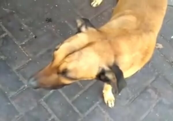 La inquebrantable búsqueda del perro por el regreso de su dueño: una inolvidable historia de devoción-1