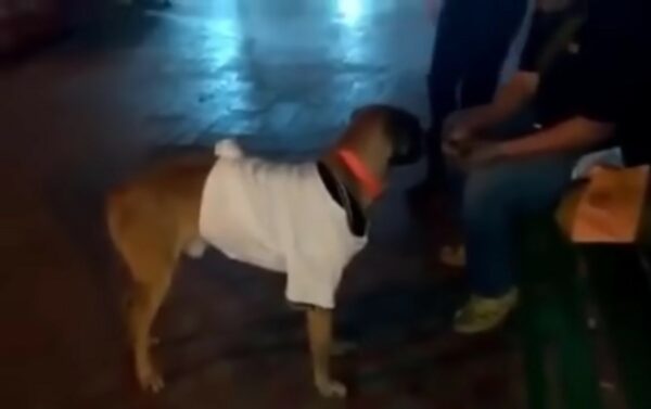 La inquebrantable búsqueda del perro por el regreso de su dueño: una inolvidable historia de devoción-1