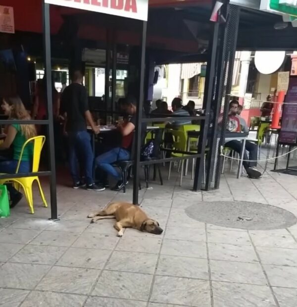 La inquebrantable búsqueda del perro por el regreso de su dueño: una inolvidable historia de devoción-1