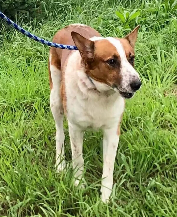 Family's Unexpected Reunion at the Dog Shelter Will Melt Your Heart-1