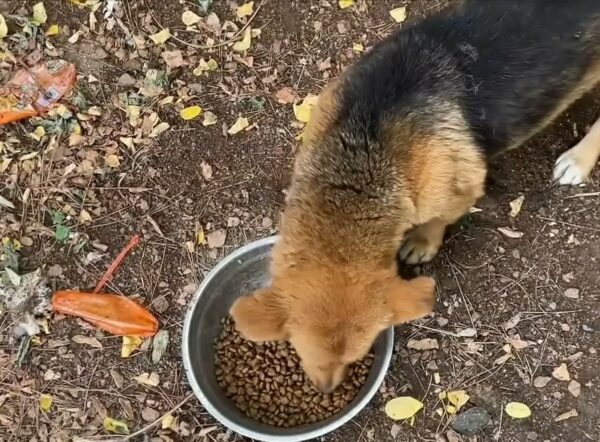 Seguir a un perro callejero llevó a un descubrimiento increíble-1