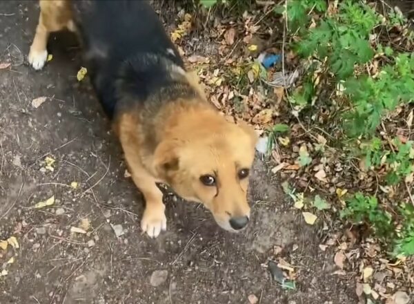 Seguir a un perro callejero llevó a un descubrimiento increíble-1