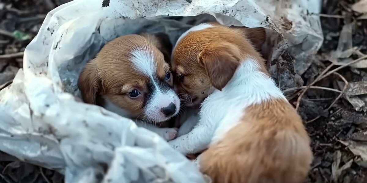 Found in a Bag: The Tearful Plea of Abandoned Puppies