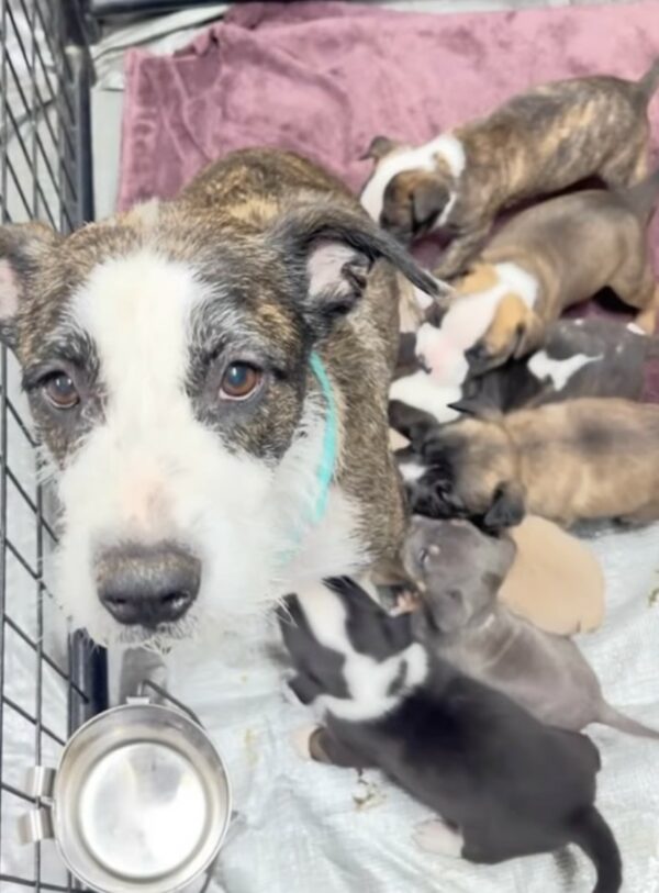 De abandonado a adorado: ¿este perro tímido finalmente encontrará su hogar para siempre? -1