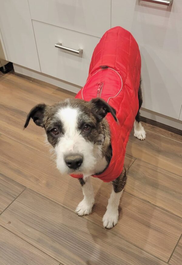 De abandonado a adorado: ¿este perro tímido finalmente encontrará su hogar para siempre? -1