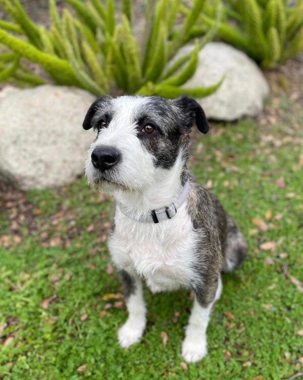 De abandonado a adorado: ¿este perro tímido finalmente encontrará su hogar para siempre? -1