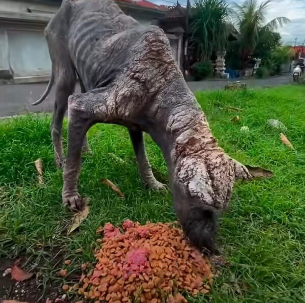 From Despair to Joy: The Incredible Journey of a Neglected Street Creature-1