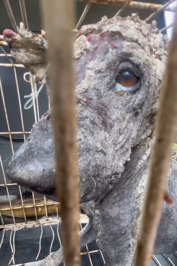 From Despair to Joy: The Incredible Journey of a Neglected Street Creature-1