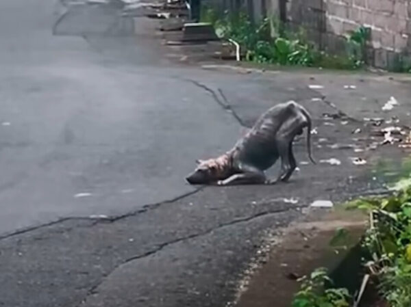 De la desesperación a la alegría: el increíble viaje de una criatura callejera desatendida-1