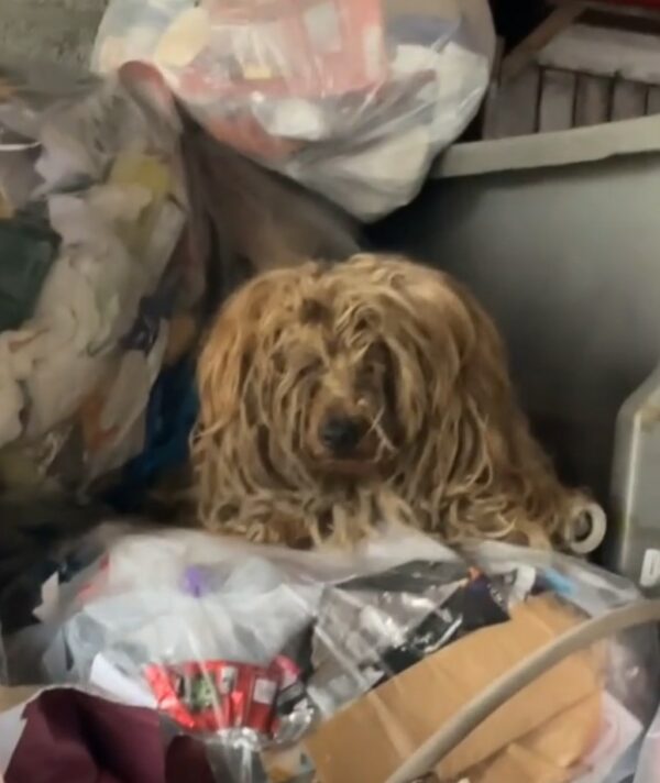 Del contenedor de basura al deleite: la asombrosa transformación de un cachorro abandonado-1