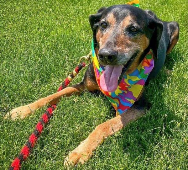 From Playful to Shy: The 1,700-Day Journey of a Shelter Dog Waiting for Love-1