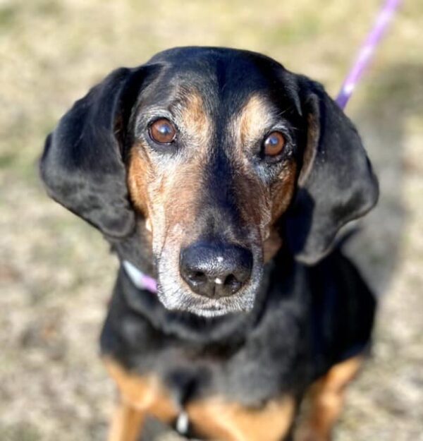 From Playful to Shy: The 1,700-Day Journey of a Shelter Dog Waiting for Love-1