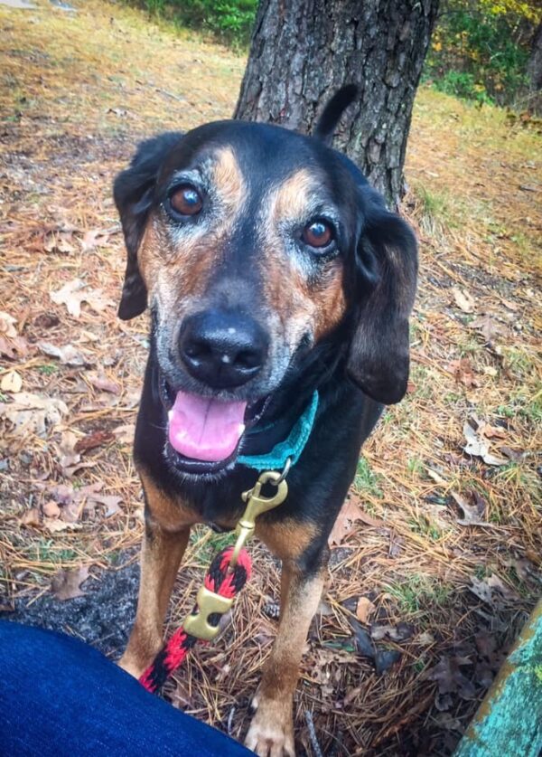 De juguetón a tímido: el viaje de 1700 días de un perro de refugio que espera el amor-1