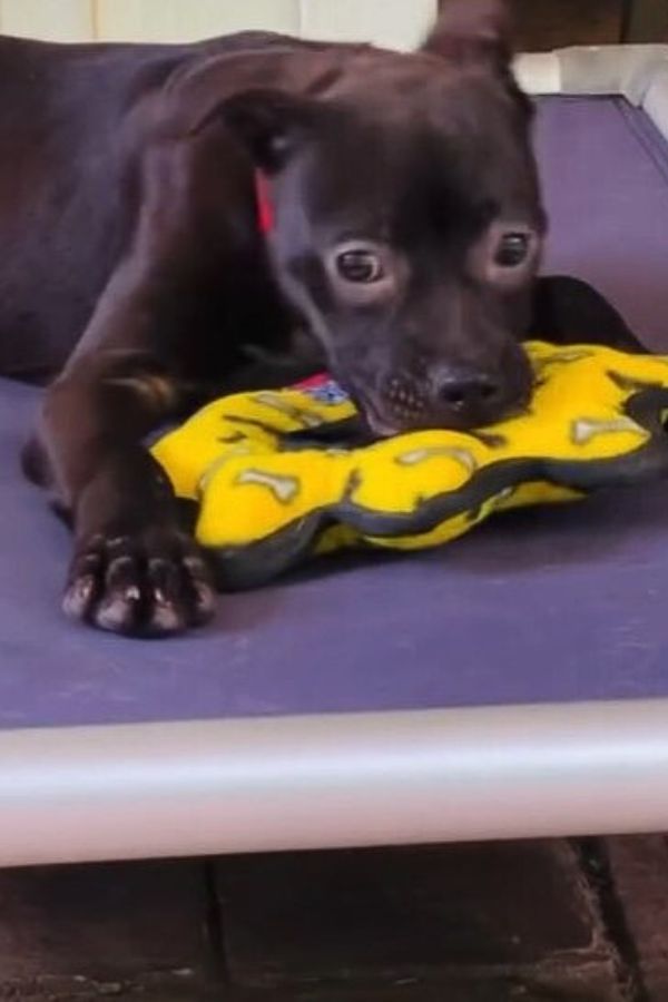 De temblar de miedo a mover la cola de alegría: el increíble viaje de un cachorro-1