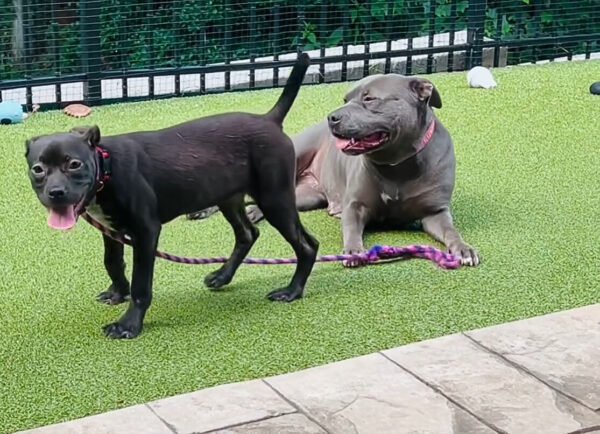 De temblar de miedo a mover la cola de alegría: el increíble viaje de un cachorro-1