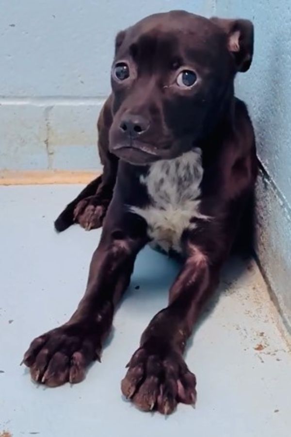 De temblar de miedo a mover la cola de alegría: el increíble viaje de un cachorro-1