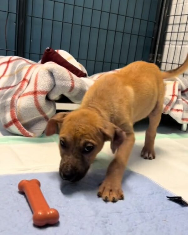 De las calles a la alegría: cómo la determinación de un cachorro callejero capturó corazones-1