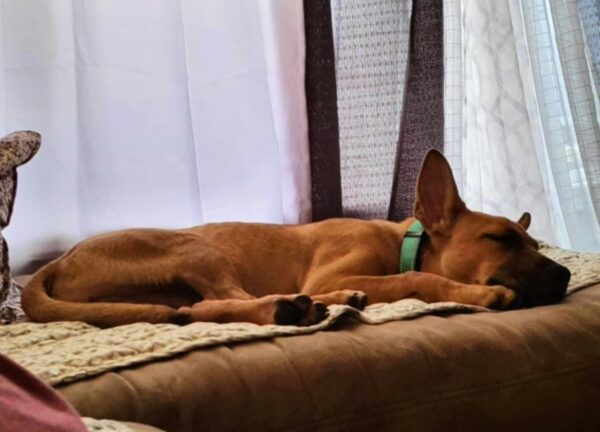 De las calles a la alegría: cómo la determinación de un cachorro callejero capturó corazones-1