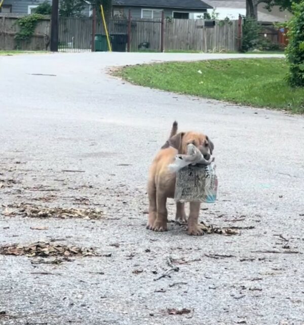 De las calles a la alegría: cómo la determinación de un cachorro callejero capturó corazones-1